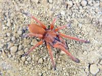Orphnaecus philippinus (SpidersForge)