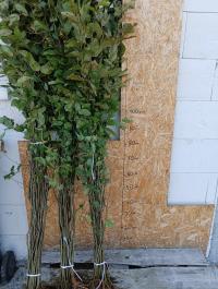 Grab pospolity komplet 50 sadzonek (100-150 cm)