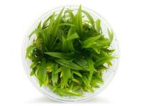 Echinodorus Latifolius in vitro kubek 10cm