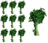 СВЕЖАЯ ЗЕЛЕНАЯ ПЕТРУШКА ДЛЯ ЗАМОРОЗКИ БУЛЬОНА ПУЧОК 10ШТ