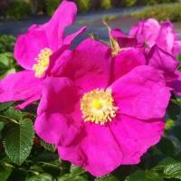 Роза морщинистая (Роса) в горшках Р11, высота 30-40 см