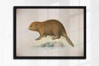 BÓBR ssaki Polski grafika ze starej książki 30x40 cm (A3)