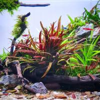 Cryptocoryne albida brown - TROPICA (корзина)