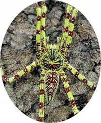 Heteropoda boiei (SpidersForge)