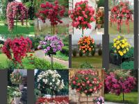 Роза привита на стволе оранжевого сорта и 537 выкопана с земли