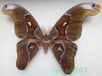 Attacus lorquinii C. & R. Felder, 1861 samiec ex. pupa Filipiny 163mm33d