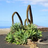 5x Nasiona agawy Agave attenuata Agawa Lisi ogon Egzotyczne Rośliny aloes