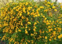 KERRIA JAPONICA 'PLENIFLORA' ZŁOTLIN ЯПОНСКИЙ