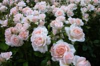 Róża Wielkokwiatowa Kremowa Mrozoodporna Pachnąca Polski Producent DONICA3L