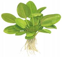 Echinodorus Aquartica - TROPICA (koszyk)