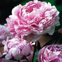 Paeonia Piwonia sadzonka Sarah Bernhardt 1 szt Piwonie sadzonki Pachnąca