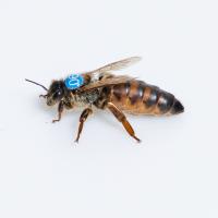 Matki pszczele buckfast KB Unasienione | Łagodne - Dostępne od ręki!