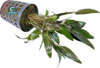 Cryptocoryne wendtii 'Brown' [koszyk]