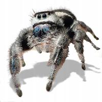 Phidippus regius Скакун набор для разведения бесплатно