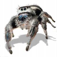 Phidippus regius white bahamas SKAKUNY L2