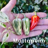 Papryka Mattapeno