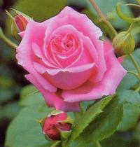 РОЗА КРУПНОЦВЕТКОВАЯ РОЗОВАЯ БЛАГОРОДНАЯ 788