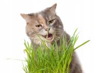 Кошачья трава Cyperus трава для кошек кошачье лакомство-натуральный продукт,