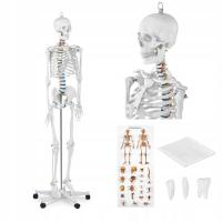 Model anatomiczny szkieletu człowieka 176 cm + Pla