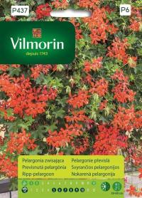 Pelargonia zwisająca czerwona 7z Vilmorin