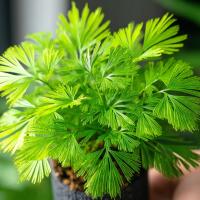 Actiniopteris australis 'Eyelash Fern' - PAPROĆ RZĘSY wachlarzowate liście