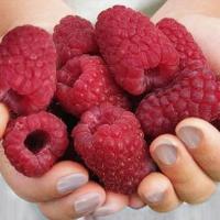 Malina WCZESNA, powtarzająca owocowanie - AROMATYCZNY i wybitny SMAK