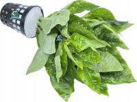 Hygrophila corymbosa species (корзина)