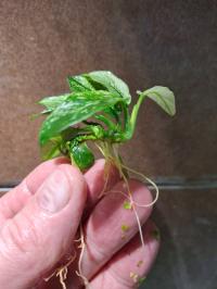 ANUBIAS PINTO - kępka - RARYTAS