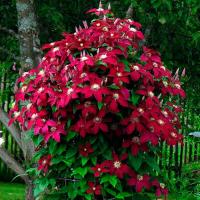 Клематис крупноцветковый Ниоба большие темно-красные цветы