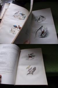 Olbrzymia piękna HIST. NATURALNA BUFFON PTAKI 17 ręcznie kolor plansz 1842