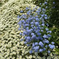 Камнеломка Белая Арендса саженцы 0,5 л в горшке P9