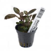 INVITAL Lobelia cardinalis koszyk Ø 5,5 cm