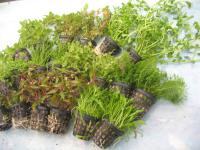 Набор аквариумных растений в корзинах 16 шт.-есть этикетки с именем