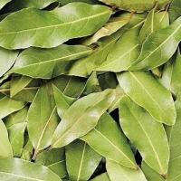 Wawrzyn Szlachetny liść laurowy (Laurus Nobilis) świeże liście 1 nasiono