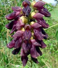 Świerzbiec właściwy na potencje libido, stres 2 nasiona (Mucuna Pruriens)