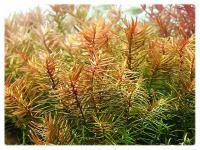 29. Didiplis diandra PEPLIS in vitro 5szt