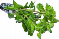 Hygrophila difformis [koszyk]