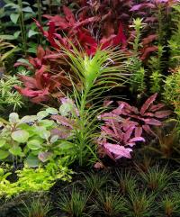 Syngonanthus Meta раритет из подводного разведения