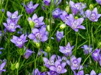 CZARNUSZKA BUCHARSKA - NIGELLA BUCHARICA BLUE STARS