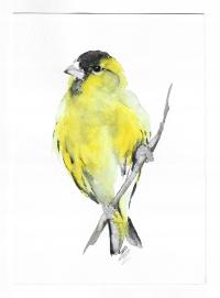 czyżyk, ptaki Polski, akwarela, oryginał, format A5