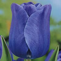 Tulipan Triumph Blue Aimable 5 szt Tulipany Cebulki Tulipanów Cebule