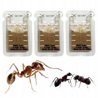 СИЛЬНЫЙ ПОРОШОК АГЕНТ ПРЕПАРАТ МУРАВЬИНЫЙ ЯД ФАРАОНА ЗАЩИТА 3 ШТ