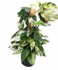 Epipremnum Marble King Variegata экзотические лианы белые листья