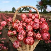 'Помпеи' - Роза миниатюрная здоровая обильно цветущая Кордес голый корень