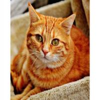 HAFT DIAMENTOWY mozaika diamentowa obraz kotek dla dzieci 30x40