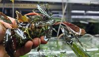 Bucephalandra sp. Black Centipede 2 Melawi kolekcja od fibell