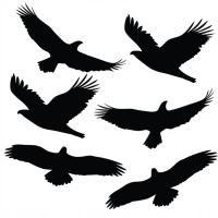Naklejki odstraszające PTAKI, naklejki na szybę 6 szt. mix – czarne matowe