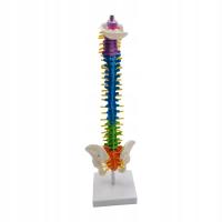 Spine Model, 45cm Life Size Spinal Cord Model with with Pelvis Standing