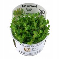 Rotala indica Bonsai 1-2 Grow Tropica