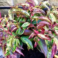 NIE ZRZUCA LIŚCI NA ZIMĘ - KIŚCIEŃ WAWRZYNOWY RAINBOW, DUŻA SADZONKA C2